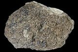 Fossil Triceratops Bone Section - North Dakota #117363-1